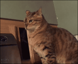 330x270x575eda61e93c7ad9d0592858.gif