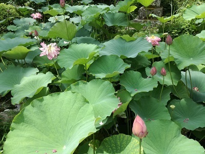 IMG_20180811_104739.jpg