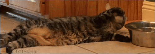 dc6c1a2a6e25e4e6f53322fad300d7f0.gif