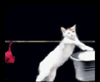 178408327adfb80c9fd9fe2298c82ef2.gif