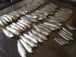 20060815.jpg