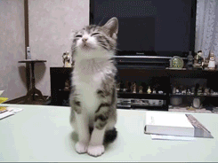 245x184x3a8841efe17f89787a88c3e3.gif