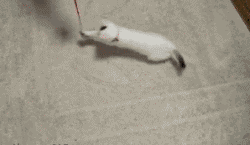 250x145x791bde5a8bb48b3a90fb3027.gif