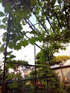 P_20170611_165857.jpg