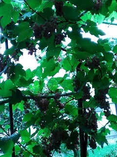 P_20170811_073812.jpg