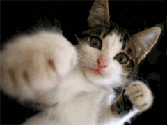 af24b917.gif