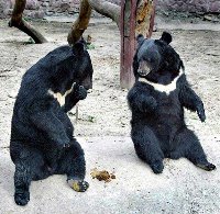 animal1.jpg