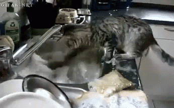 f92839903aa0742664c28e35f1c7c02a.gif